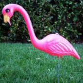 Greetings by the Yard, Flamingo